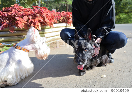 白色和黑色蘇格蘭梗好朋友散步(蘇格蘭梗) 白色和黑色蘇格蘭梗好朋友散步(蘇格蘭梗) 96010409