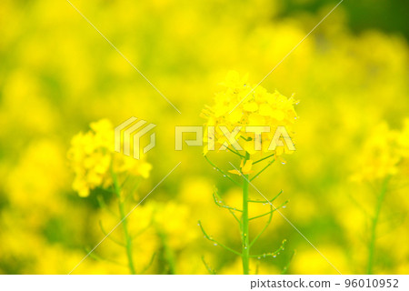 Rape blossoms on riverine 96010952