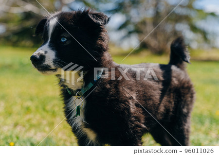 black puppy with blue eyes black puppy with blue eyes 96011026