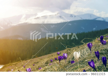 Close-up of one first spring flower bright white crocus blooming outdoors in dry grass on blurred colorful green and golden blue sunny copy space background. Close-up of one first spring flower bright white crocus blooming outdoors in dry grass on blurred colorful green and golden blue sunny copy space background. 96011315