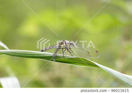 Mayutateakane♀ Mayutateakane♀ 96011615