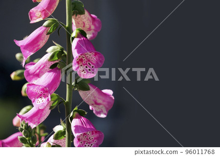 Tall vertical trumpet-shaped pink foxglove flowers Tall vertical trumpet-shaped pink foxglove flowers 96011768