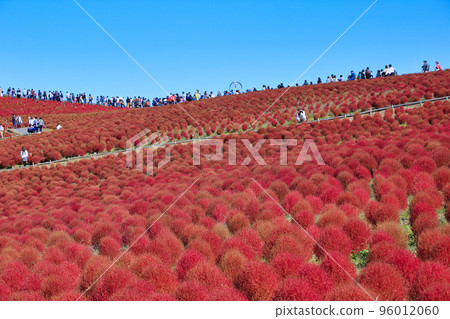 秋葉Kokia（日立海濱公園） 96012060