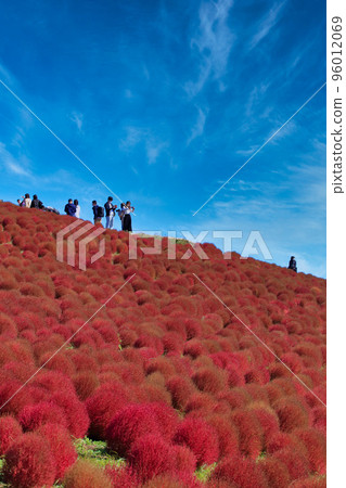 秋葉Kokia(日立海濱公園) 秋葉Kokia(日立海濱公園) 96012069