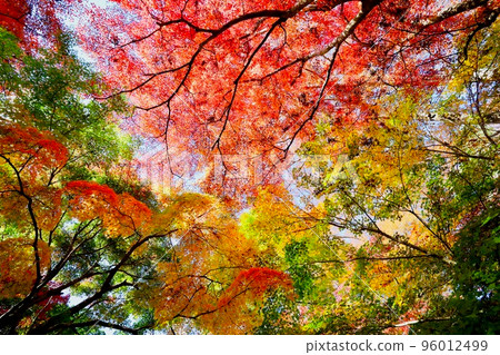 Autumn leaves Ibaraki Prefecture Oko-machi 96012499
