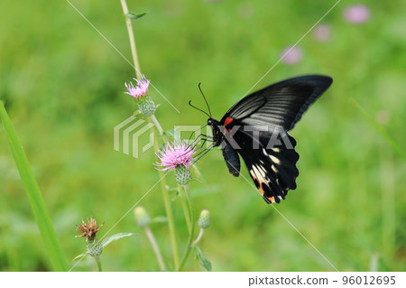 Papilio machaon and thistle ④ Papilio machaon and thistle ④ 96012695