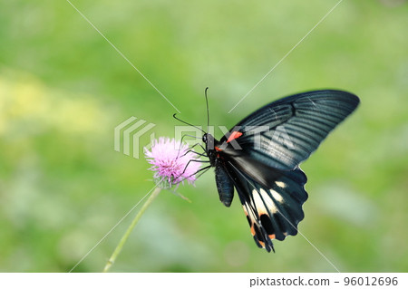 Papilio machaon and thistle⑤ Papilio machaon and thistle⑤ 96012696