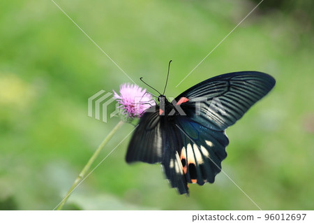 Papilio machaon and thistle ⑥ Papilio machaon and thistle ⑥ 96012697