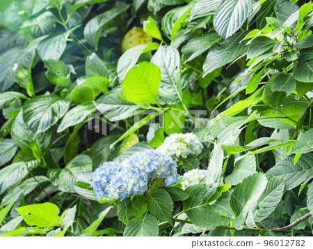 葉山繡球花公園 96012782