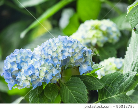 葉山繡球花公園 96012783