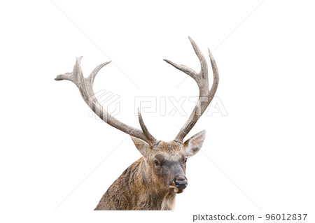 Close up portrait of the spotted deer, chital deer, or axis deer with huge horns is isolated on white background. Deer close up with large horns. Close up portrait of the spotted deer, chital deer, or axis deer with huge horns is isolated on white background. Deer close up with large horns. 96012837