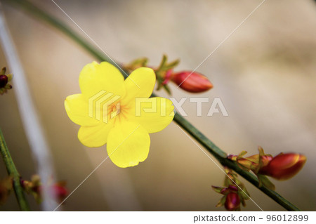 Huangmei flower close-up 96012899