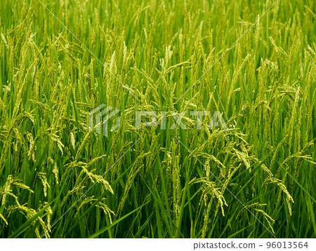 Summer rice ear Summer rice ear 96013564