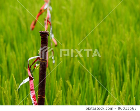 Glittering tape to keep out birds in paddy fields and protect rice plants Glittering tape to keep out birds in paddy fields and protect rice plants 96013565
