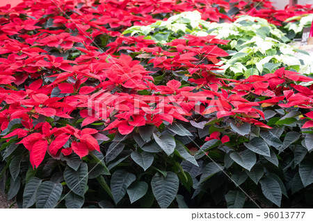 聖誕季節的一品紅 96013777