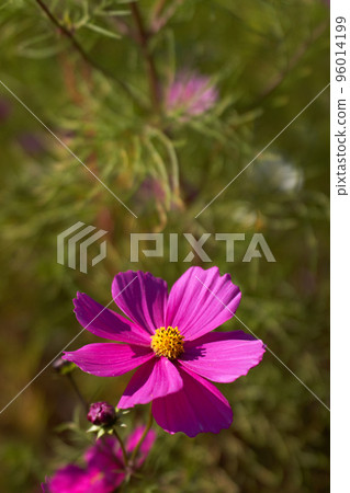 Autumn image material, close-up of cosmos petals in full bloom 96014199