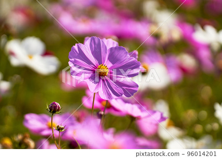 Autumn image material, close-up of cosmos petals in full bloom Autumn image material, close-up of cosmos petals in full bloom 96014201
