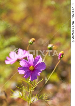 Autumn image material, close-up of cosmos petals in full bloom 96014210