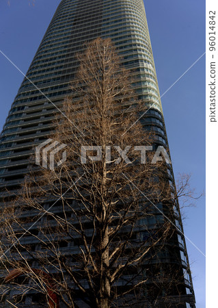 針葉水杉、大手町、路邊的落葉樹,像聚光燈一樣閃耀 針葉水杉、大手町、路邊的落葉樹,像聚光燈一樣閃耀 96014842