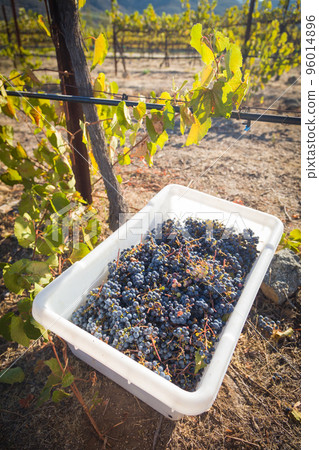 Grape bushels in crates during vineyard harvest. Grape bushels in crates during vineyard harvest. 96014896