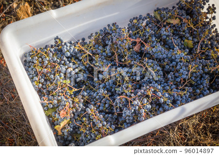 Grape bushels in crates during vineyard harvest. 96014897
