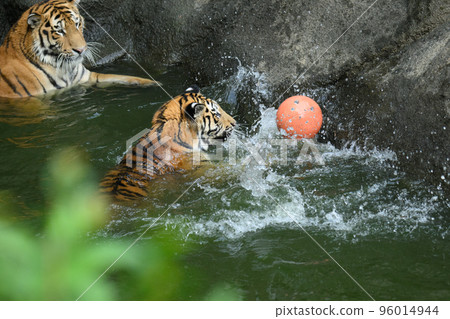 Amur tiger cub chasing a ball in a pond Amur tiger cub chasing a ball in a pond 96014944