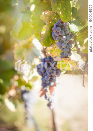Lush Wine Grapes Clusters Hanging On The Vine 96014995