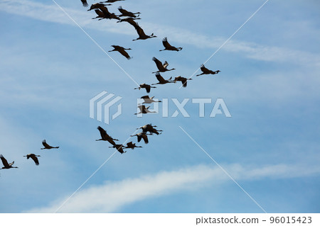 Flock of cranes flying in sky 96015423