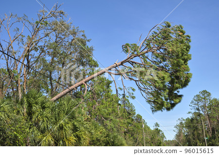 Fallen down big tree on power and communication lines after hurricane Ian in Florida. Consequences of natural disaster 96015615