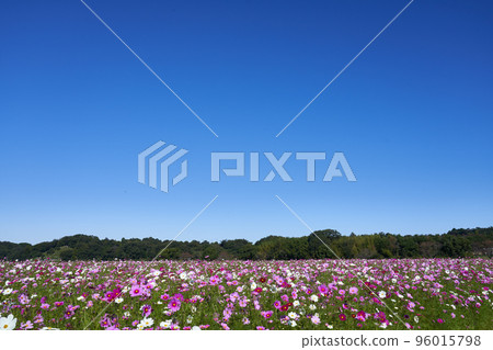 Autumn cherry blossom field and blue sky copy space Autumn cherry blossom field and blue sky copy space 96015798