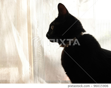 Black cat silhouette scenery Black cat silhouette scenery 96015906