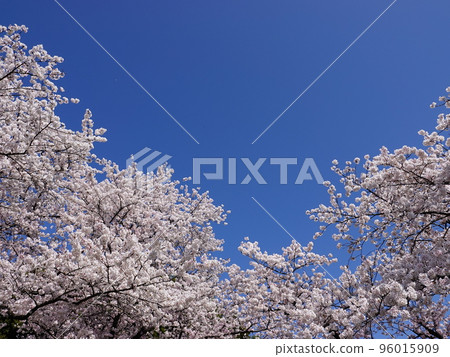 Blue sky and cherry blossom scenery 1 Blue sky and cherry blossom scenery 1 96015909