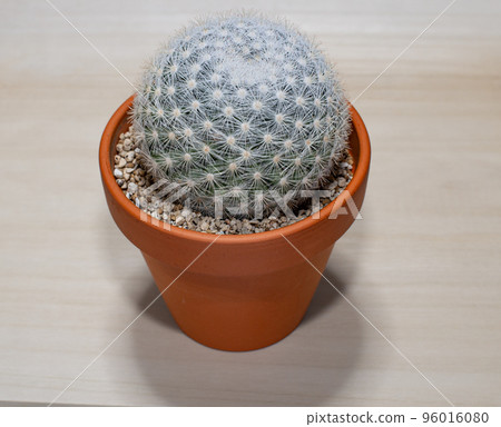 Cactus / full moon table photo 96016080