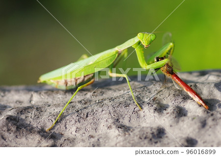 白尾螳螂 96016899