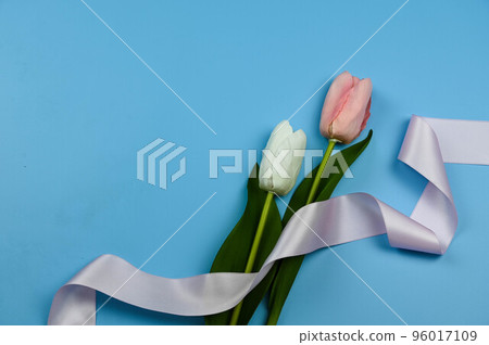 藍色背景上的鬱金香和緞帶 96017109