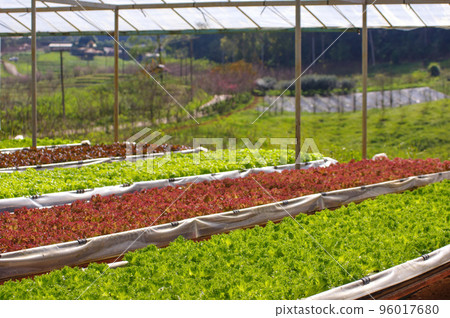 hydroponic system 96017680