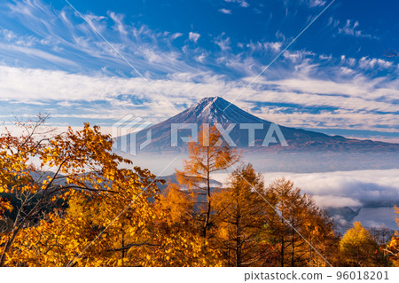 (Yamanashi Prefecture) Yellow larch leaves, sea of clouds and Mt. Fuji 96018201