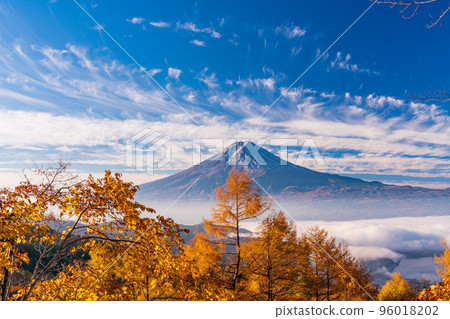 (Yamanashi Prefecture) Yellow larch leaves, sea of clouds and Mt. Fuji 96018202