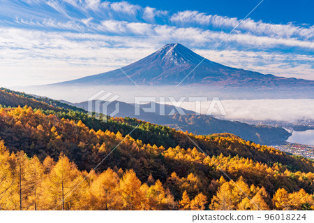 （山梨縣）黃落葉松、雲海和富士山 96018224