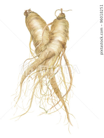 高麗參 高麗參 2支 96018251