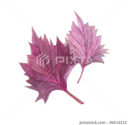 2 slices red perilla 96018252