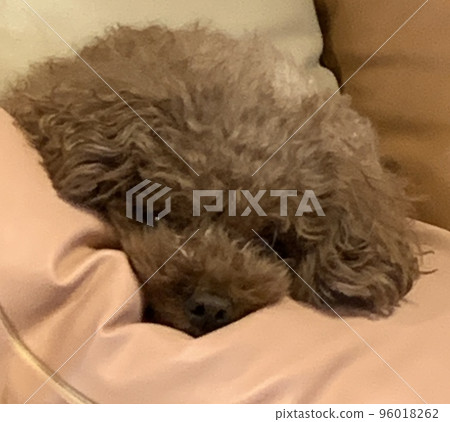 狗懶洋洋地躺在墊子上 96018262