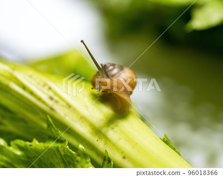 Closeup macro shot of snail crawling on green leaf. Green background. Closeup macro shot of snail crawling on green leaf. Green background. 96018366