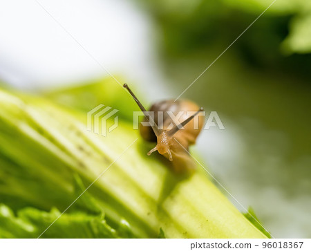 Closeup macro shot of snail crawling on green leaf. Green background. Closeup macro shot of snail crawling on green leaf. Green background. 96018367