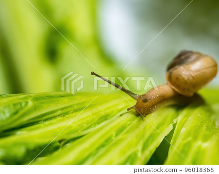 Closeup macro shot of snail crawling on green leaf. Green background. Closeup macro shot of snail crawling on green leaf. Green background. 96018368