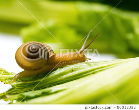 Closeup macro shot of snail crawling on green leaf. Green background. Closeup macro shot of snail crawling on green leaf. Green background. 96018388