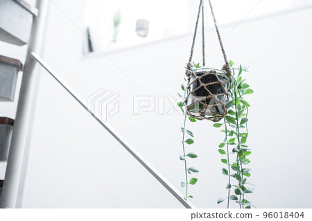 Hanging houseplants with copy space 96018404