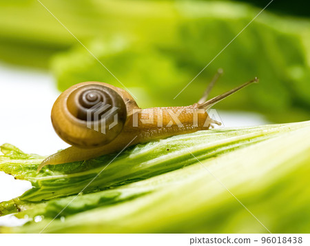 Closeup macro shot of snail crawling on green leaf. Green background. Closeup macro shot of snail crawling on green leaf. Green background. 96018438