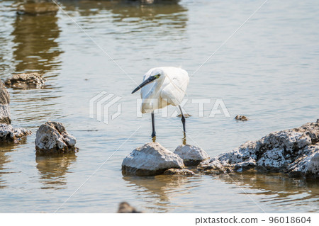 The small white heron or Little egret stands in the lake The small white heron or Little egret stands in the lake 96018604