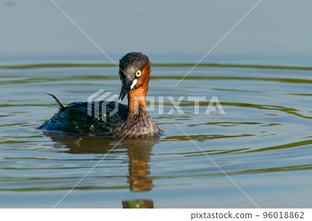 Little Grebe swimming in a pond looking into water surface Little Grebe swimming in a pond looking into water surface 96018862